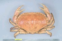 藏品(普通黃道蟹)的圖片